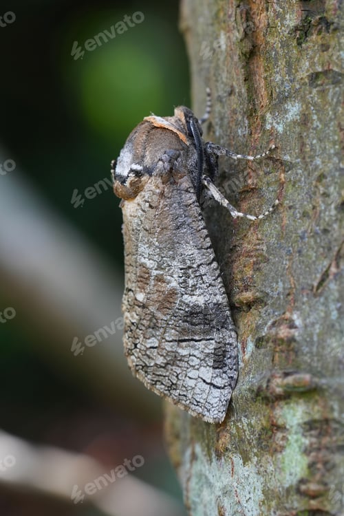 Preview: Vertical closeup on the large European Goat moth, Cossus cossus on the bark of a Willow
