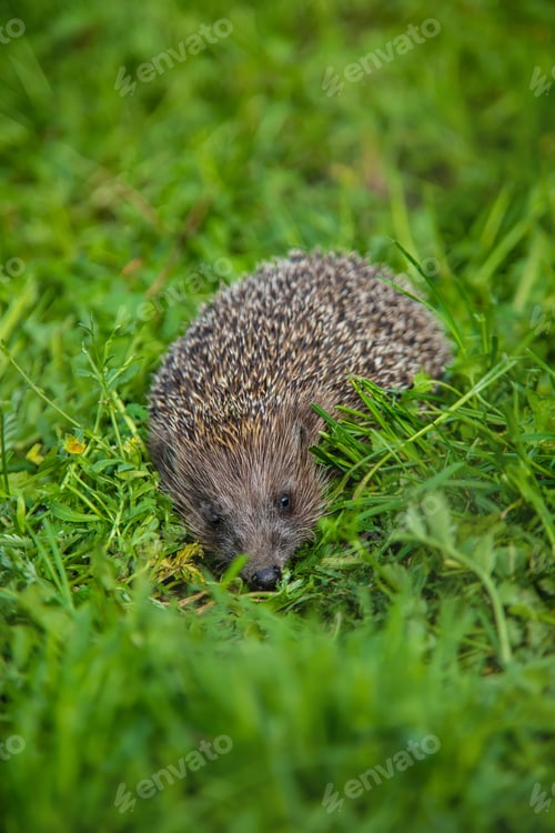 Hedgehog Foraging in Lush Green Grassy Meadow