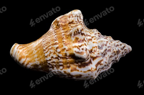 Preview: Lobatus raninus seashell on a black background