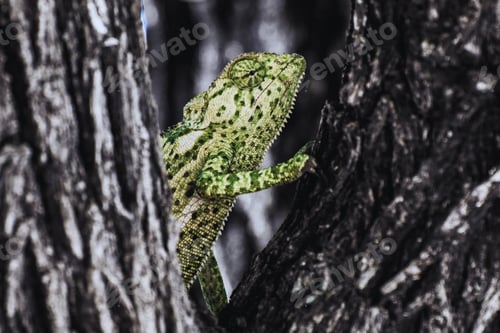 Preview: chameleon, reptile, pet, coloured, colours