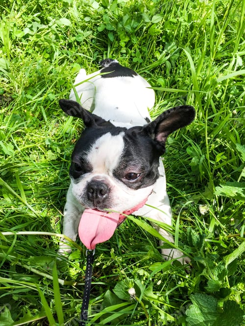 Preview: dog on a grass