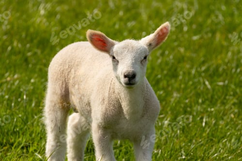Preview: Cute fluffy white woolly lamb in the springtime in a beautiful green field