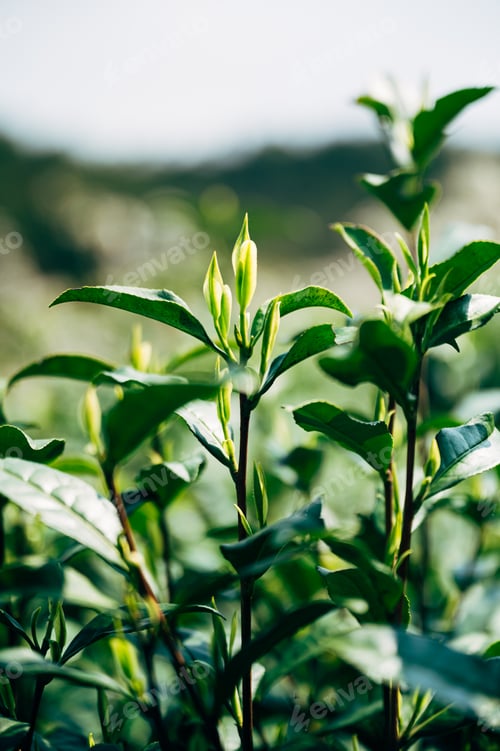 Preview: Chinese tea leaves in tea garden