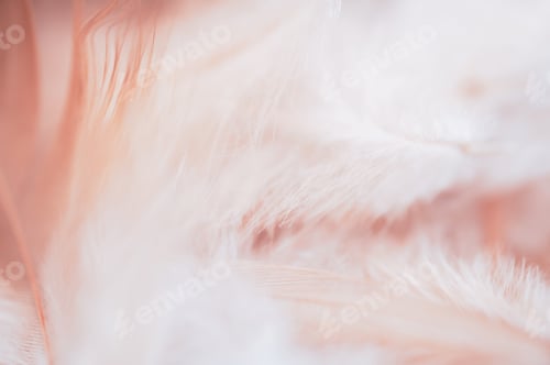 Preview: Soft focus Chicken feather with blurry background, fluffy feathers wings of hens in peach pastel