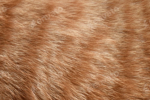 Preview: Ginger cat fur texture background.