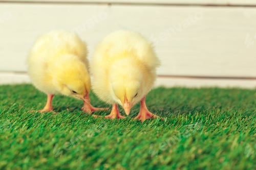 Preview: Little chicken on the grass