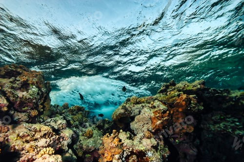 Preview: Underwater View of Coral Reef With Bubbles and Clear Blue Water Above