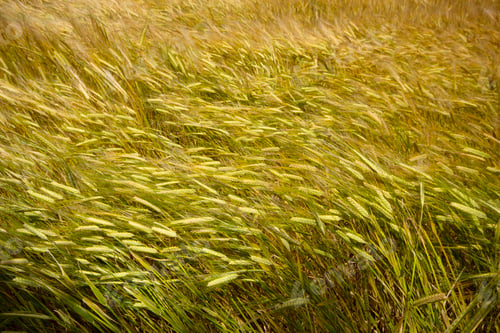 Preview: Farming. Wheat field in summer.