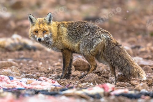 Red Fox standing alert in the Wilderness
