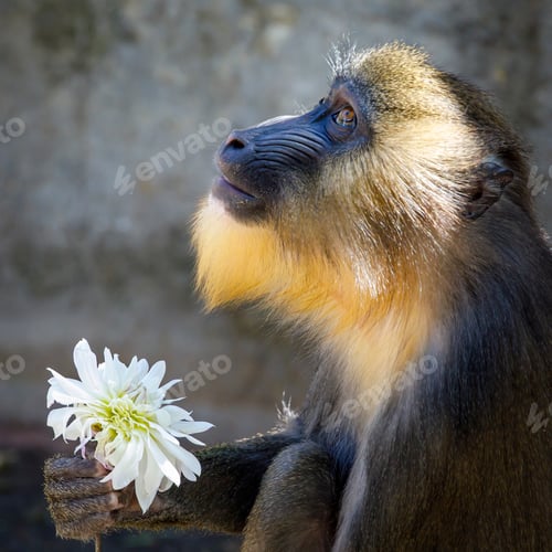 Preview: Mandrill monkey with Dahlia flower, close up view