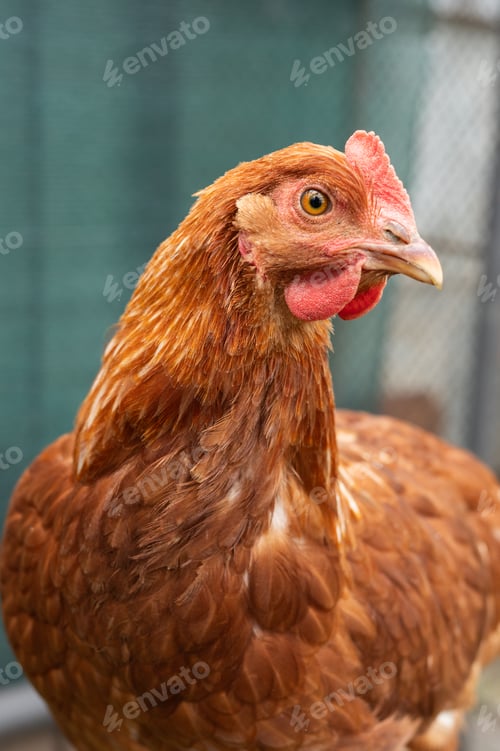 Preview: Close-up of brown hen with detailed feathers in outdoor enclosure