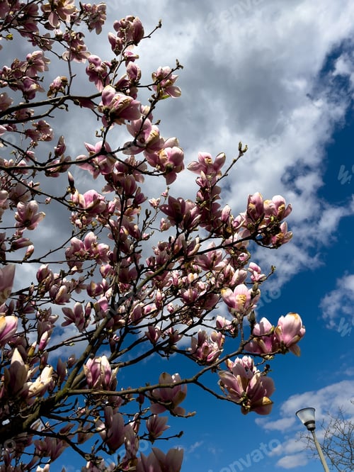 Preview: Magnolia tree blossom against blue sky with white clouds in spring