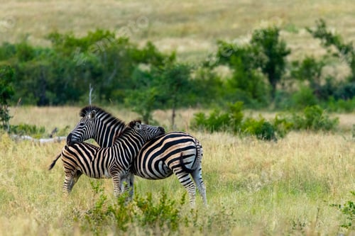 Preview: Zebra family in the wild
