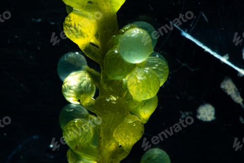 Preview: green alga laboratory research, alternative biofuel energy technology, biotechnology concept