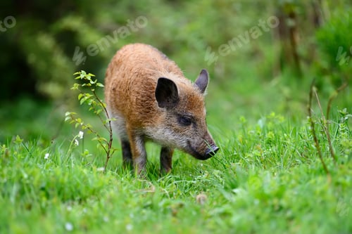 Preview: Wild boar in forest