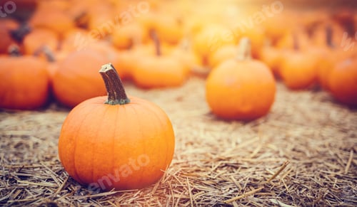 Preview: Halloween pumpkins on hay.