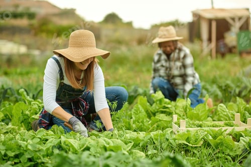 Preview: Anonymous multiracial harvesters picking green lettuce on plantation