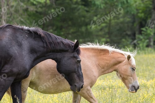 Preview: Horses at pasture in Cades Cove Park