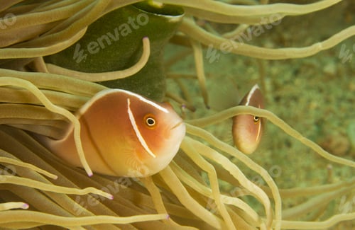Preview: Picturesque underwater world, fish underwater photo