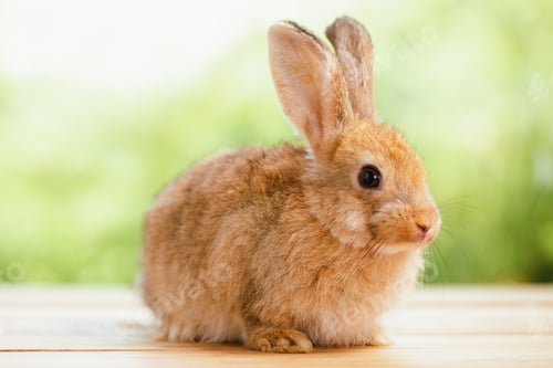 Preview: cute animal pet rabbit or bunny white or brown color for easter in natural easter celebration
