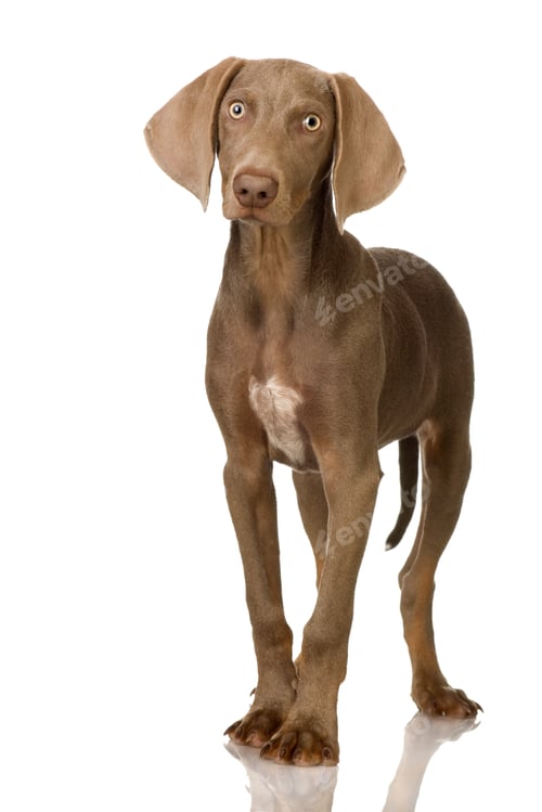 Preview: puppy Weimaraner