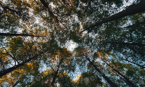 Preview: Trees