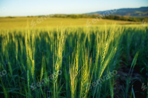 Preview: image of a field of wheat. View of fresh ears of young green wheat and nature in spring summer field