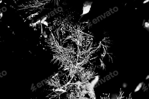 Preview: Black and white bright grass in the sunlight