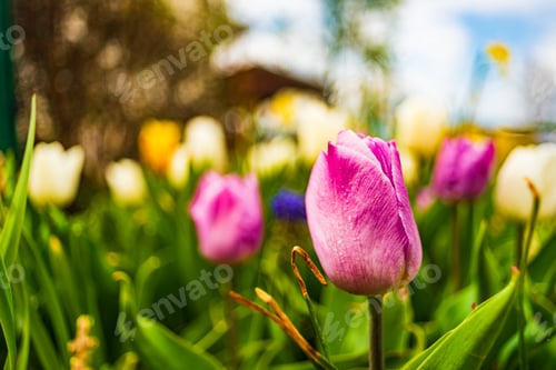 Preview: Purple tuplip blossom in spring in garden