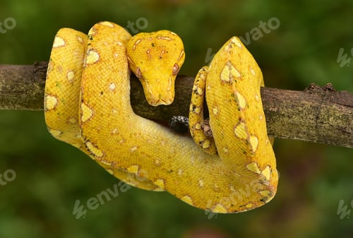 Preview: The Green Tree Python, Morelia viridis
