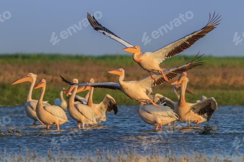 Preview: white pelicans (pelecanus onocrotalus)