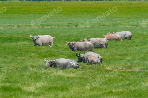 Preview: Buffaloes at the green grassland in Kampung Batu Putih, Marang, Terengganu, Malaysia