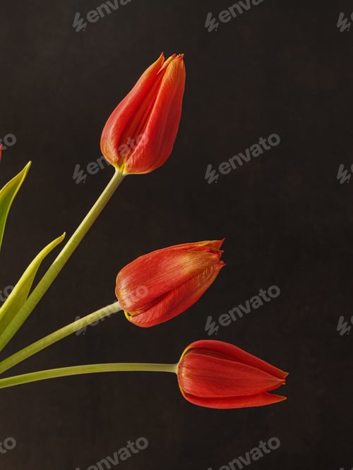 Preview: Beautiful Red Tulips Against a Dark Background