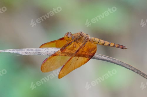 Preview: Vibrant Neurothemis fulvia dragonfly, the fulvous forest skimmer on a leafy plant