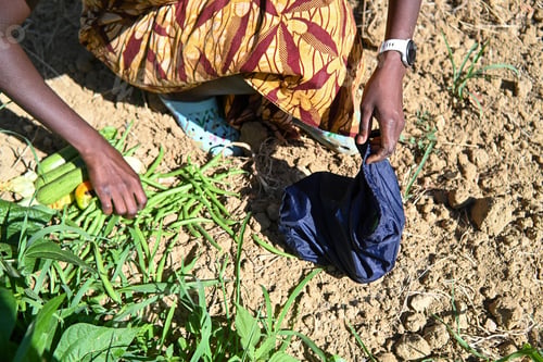Preview: black woman farmer hands pick harvest grean beans and veggies from vegetable garden in summertime