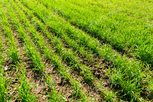 Preview: spring green field