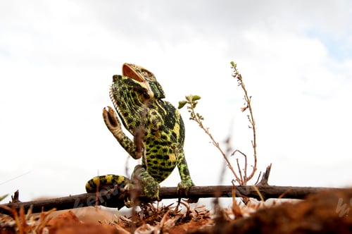 Preview: The Indian Chameleon, Chamaeleo zeylanicus in the forest.