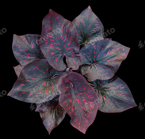 Preview: Beautiful colorful caladium on Black background isolate with clipping path. Queen