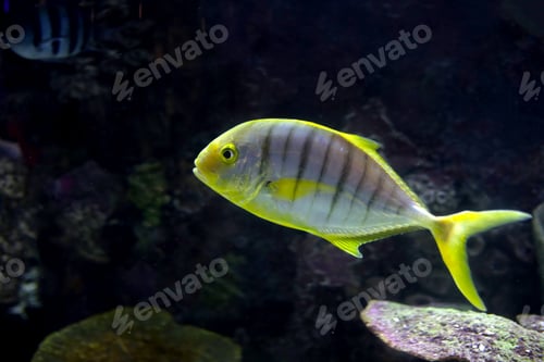 Preview: Golden toothless trevally fish in aquarium water