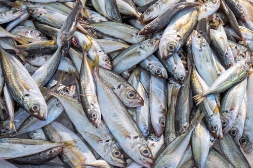 Preview: Small fishes for sale