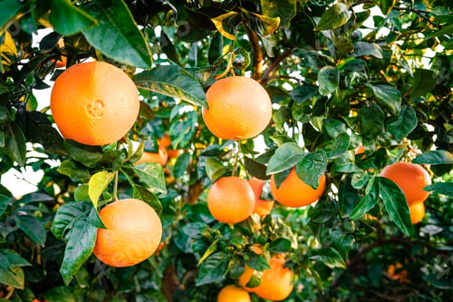 Preview: Young orange trees in an orchard full of ripe fruit in an agriculture business.