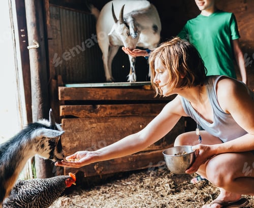 Preview: Morning feeding at the farm