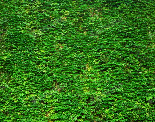 Green Wall