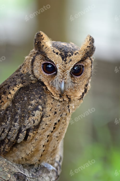 Preview: Oriental Scops Owl