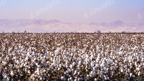 Preview: Cotton field ready for harvesting