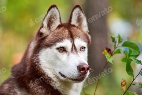 Preview: Purebred Siberian Husky dog portrait in nature, friendly Siberian Husky dog walking close up
