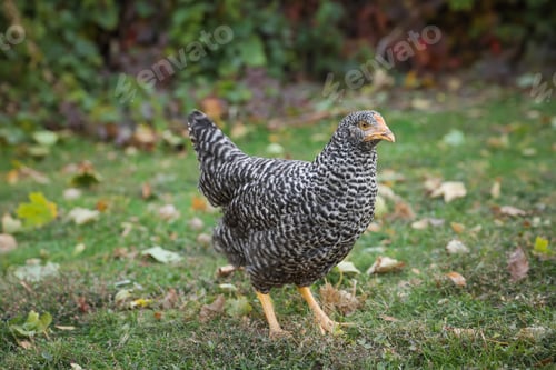 Preview: Beautiful chicken in yard on farm. Domestic animal