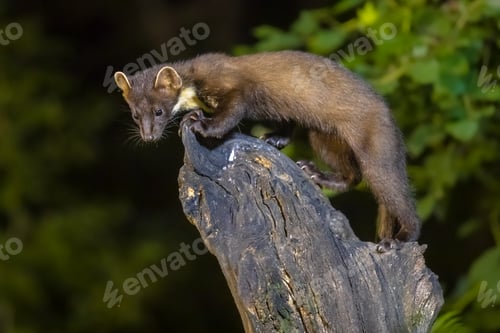 Preview: Pine marten on trunk in forest at night