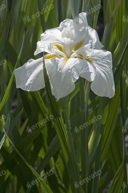 Preview: Freckled Geisha Japanese Flag Iris (Iris Ensata Freckled Geisha)