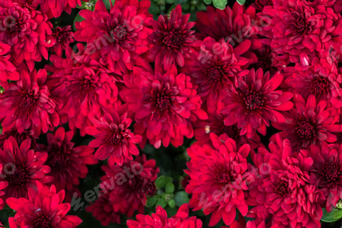 Preview: natural flower background. red chrysanthemum flowers close up
